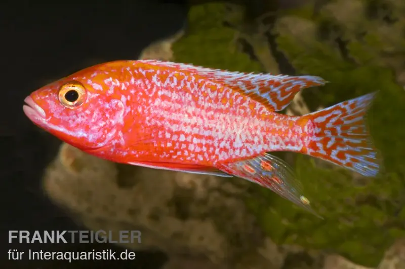 Aulonocara spec. Firefish, 7-9 cm DNZ