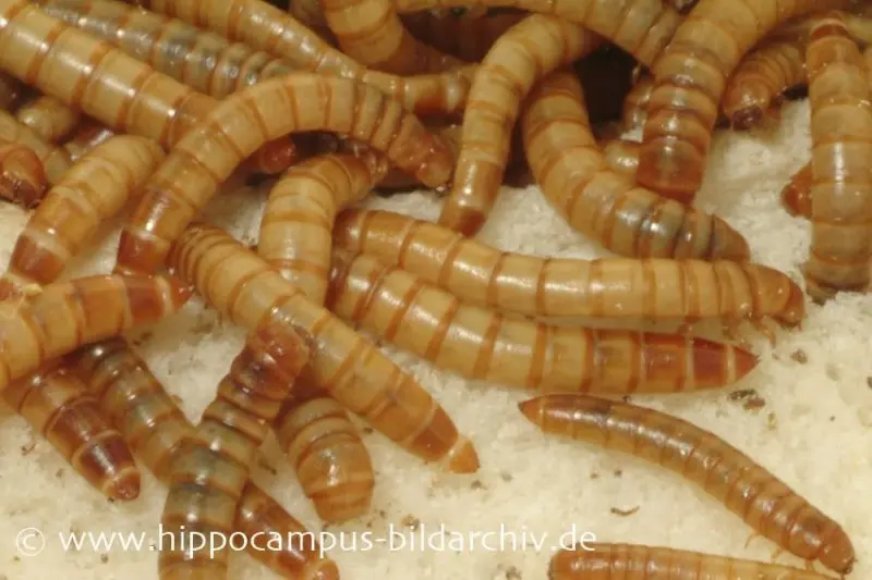 Mehlwürmer, Tenebrio molitor, 1 Liter, mini (Großpackung)