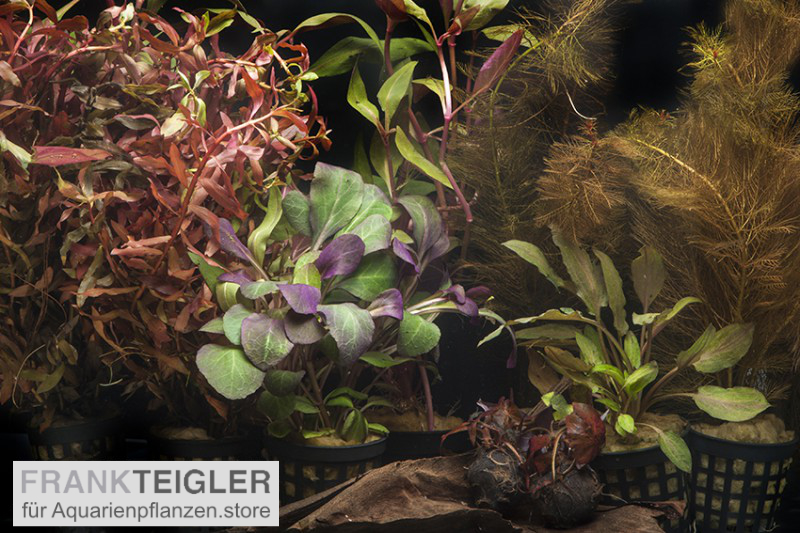 AquarienpflanzenSortiment "Rot" für 80 cm Aquarium, online kaufen