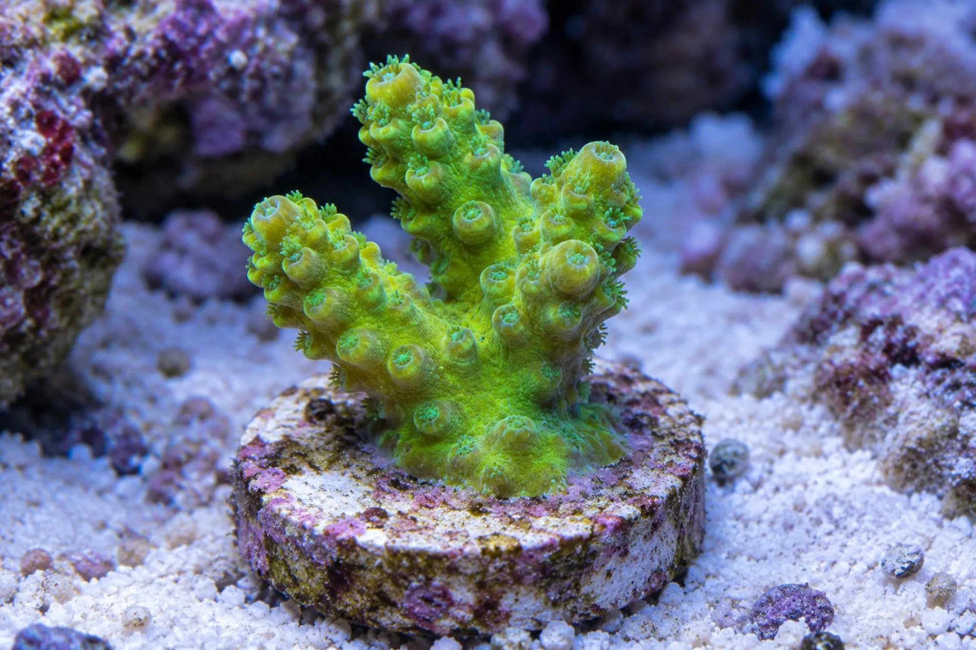 Acropora-Steinkoralle „Frogskin Grün“ (Nachzucht), Acropora spec., Größe S–M