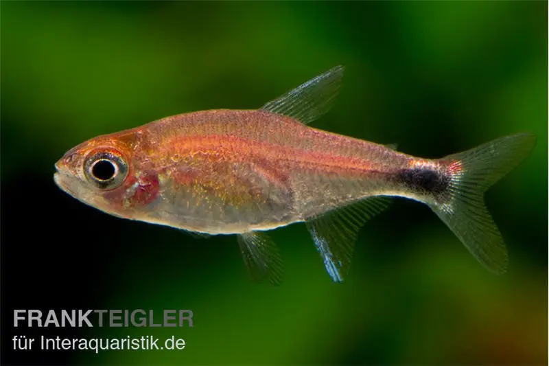 Erdbeersalmler, Axelrodia riesei (Minifisch)