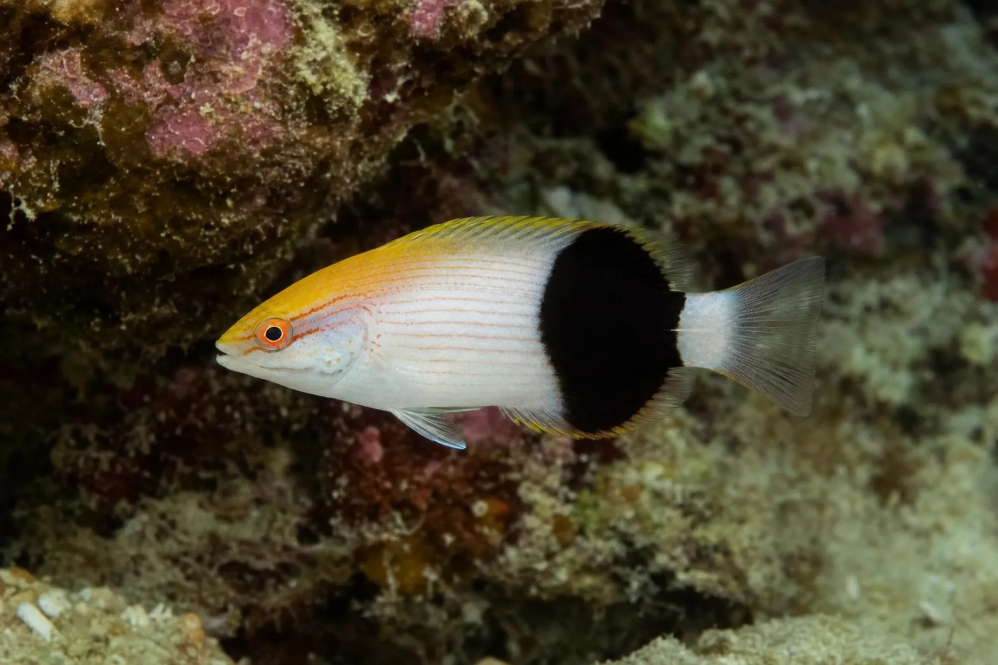 Sattelfleck-Schweinslippfisch, Bodianus bilunulatus