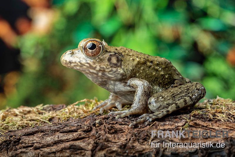 Flussfrosch, Rana heckscheri