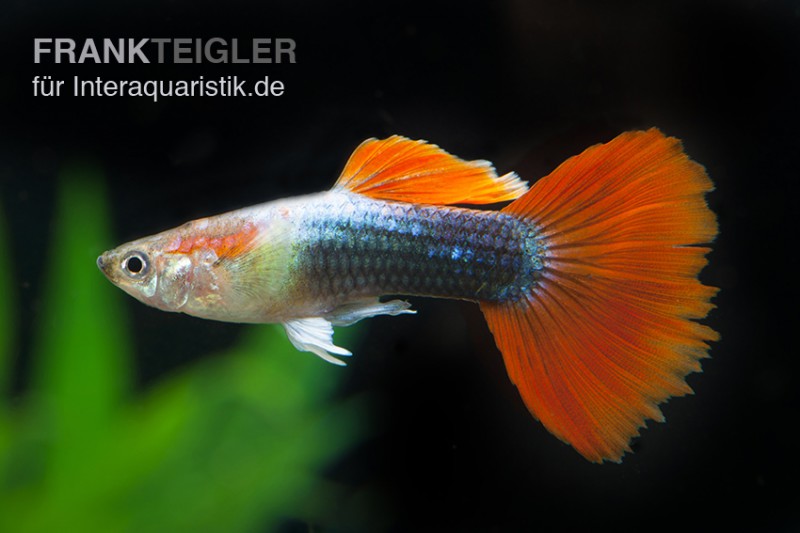 Guppy neonblau-rot, Poecilia reticulata, Männchen