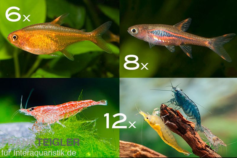 Bundle: Minifische+Garnelen für Becken ab 60 cm