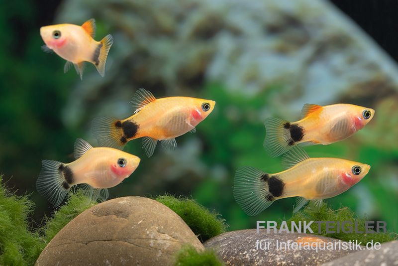 Platy Tropic Red Top Mickey Mouse, Xiphophorus maculatus