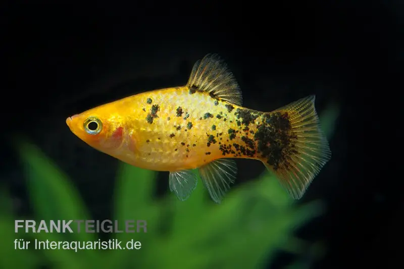 Gelber Calico Platy, Xiphophorus maculatus