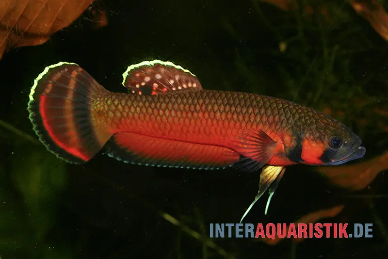 Großmaul-Kampffisch, Betta macrostoma