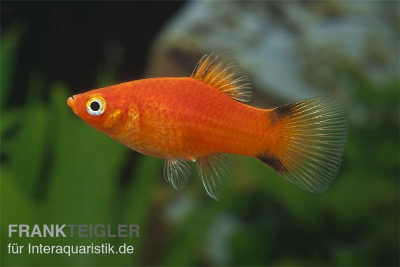 Roter Komet Platy, Xiphophorus maculatus