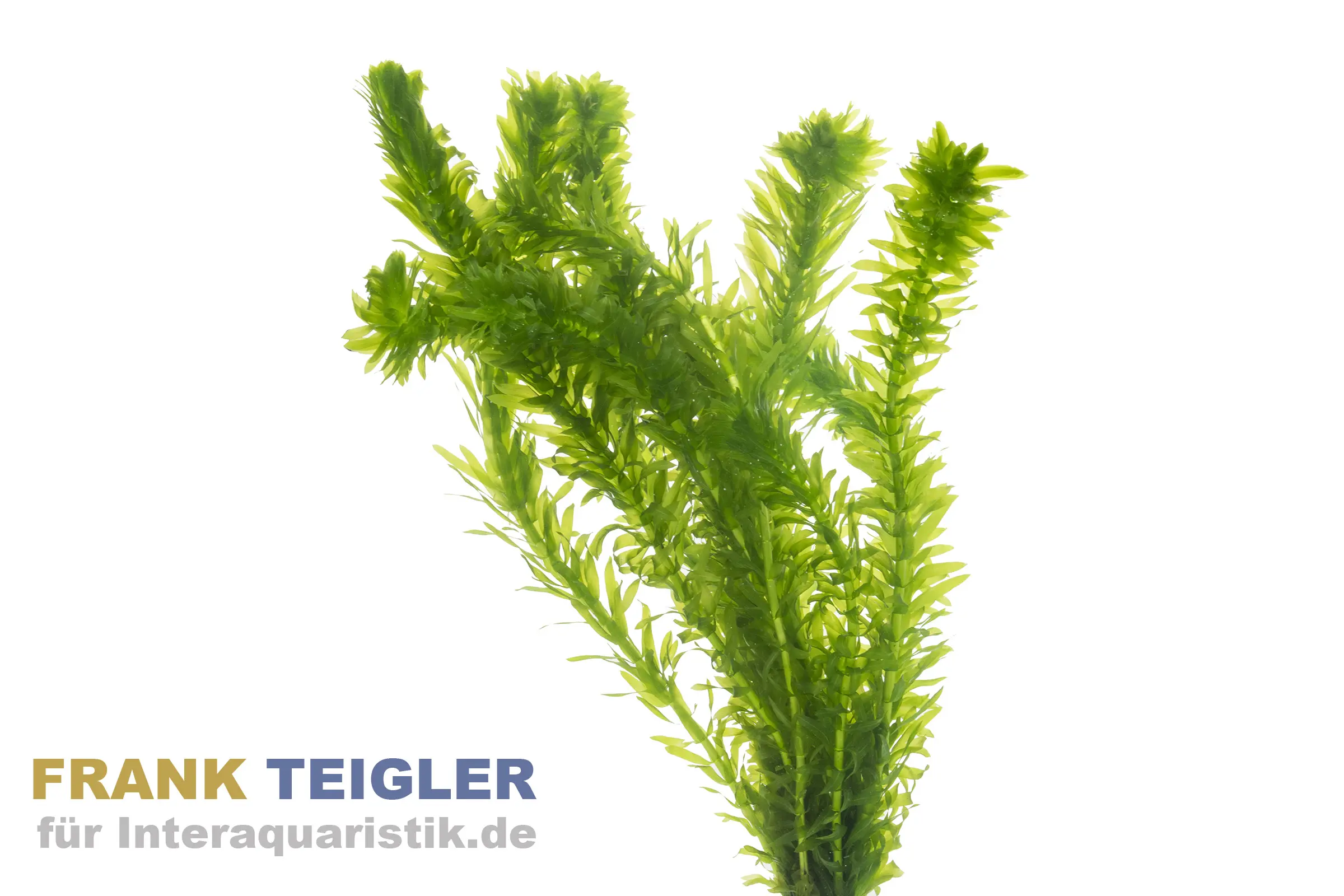 Kanadische Wasserpest, Elodea canadensis, Topf