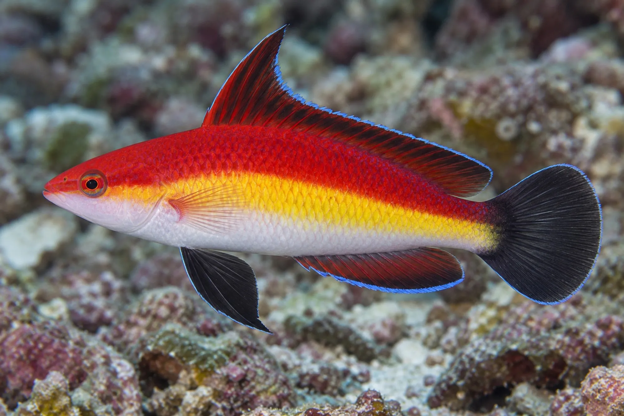 Haiflossen Zwerglippfisch, Cirrhilabrus naokoae