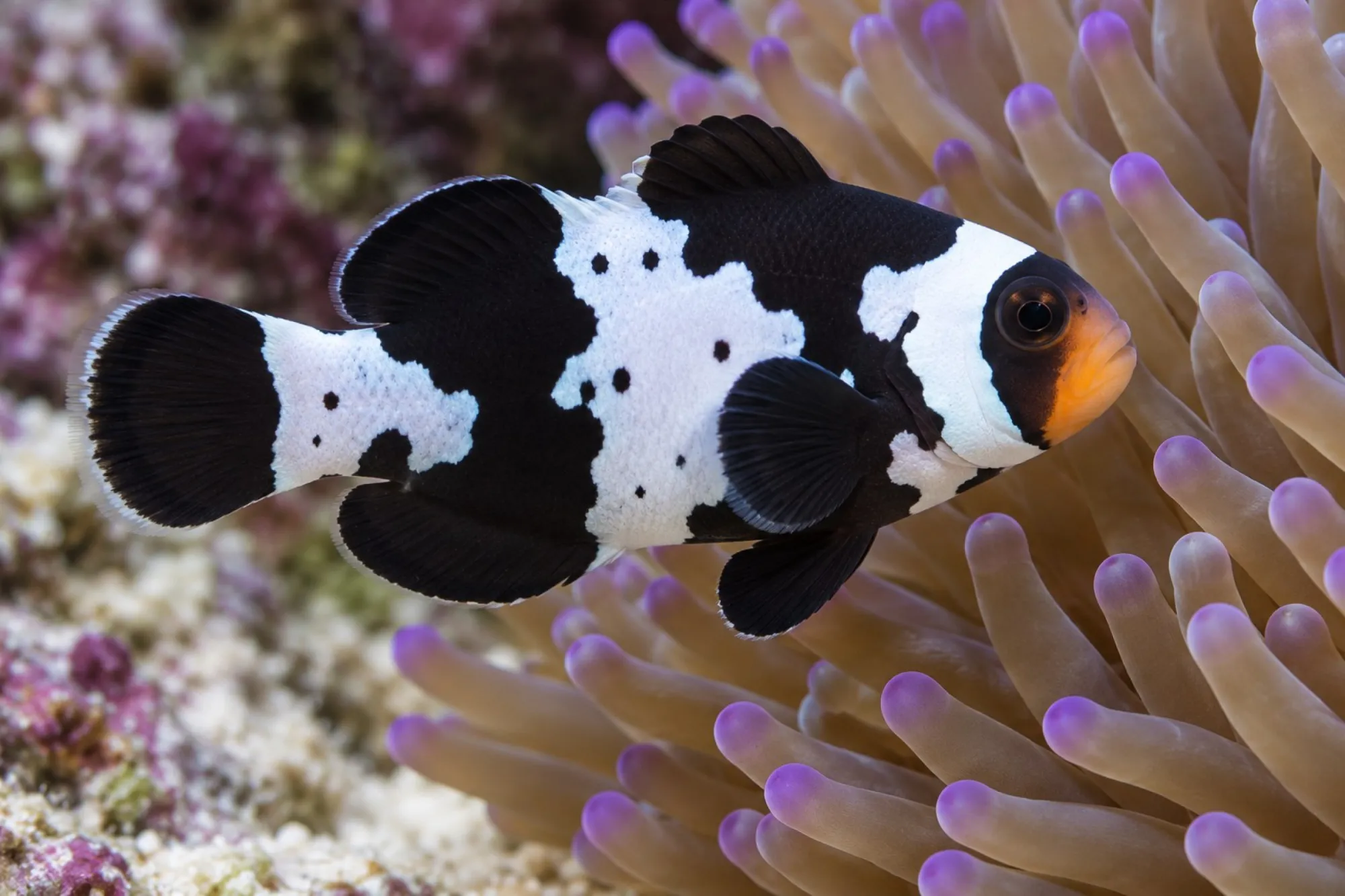 Ocellaris-Clownfisch „Premium Black Snowflake“ Nachzucht, Amphiprion ocellaris