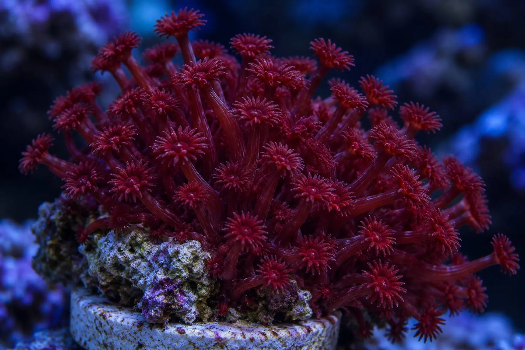 Margeritenkoralle „Bordeaux“ (Nachzucht), Goniopora spec., Größe S–M
