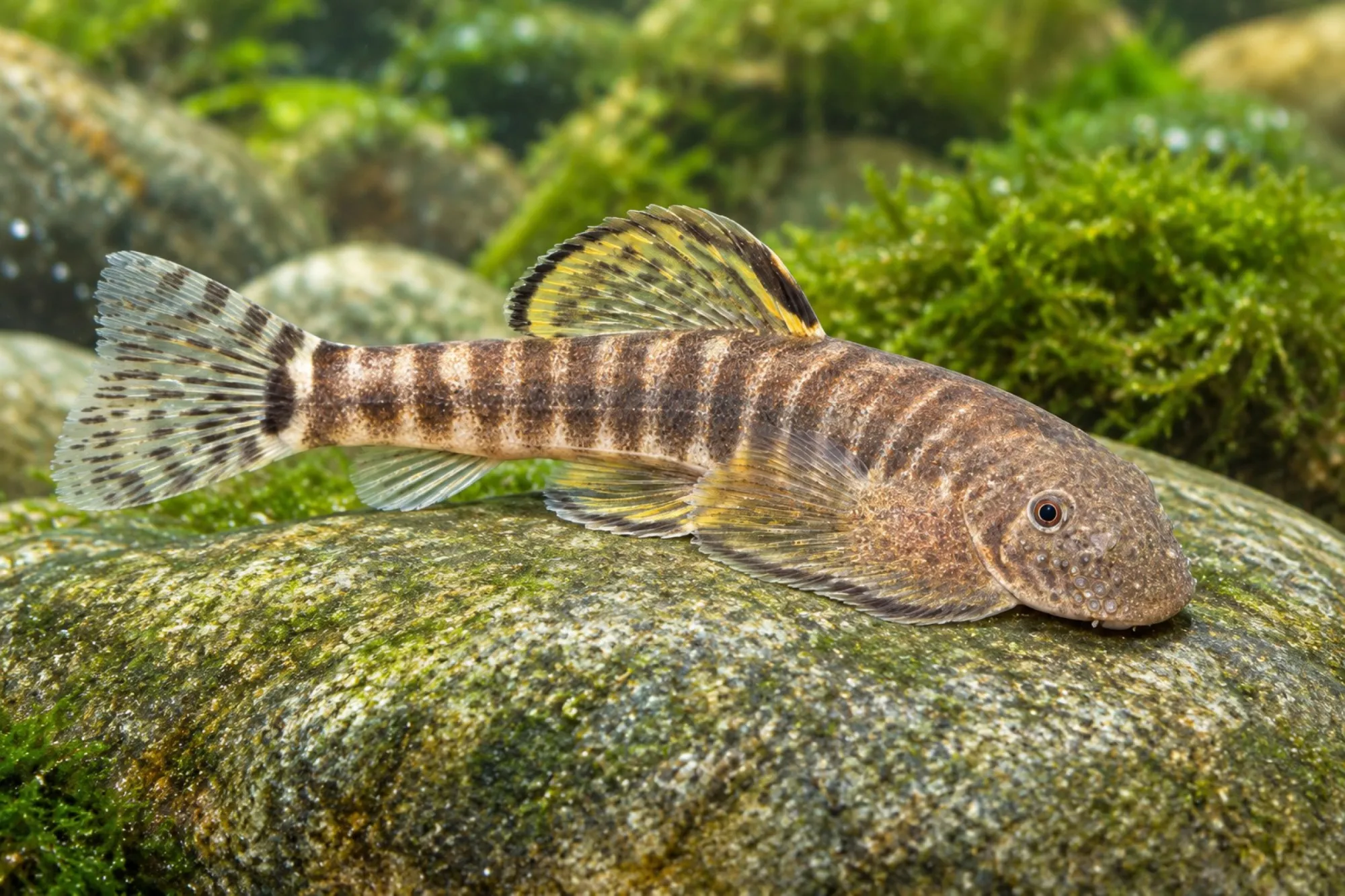 Zebra-Flossensauger „Yellow Fin“, Labigastromyzon changtingensis