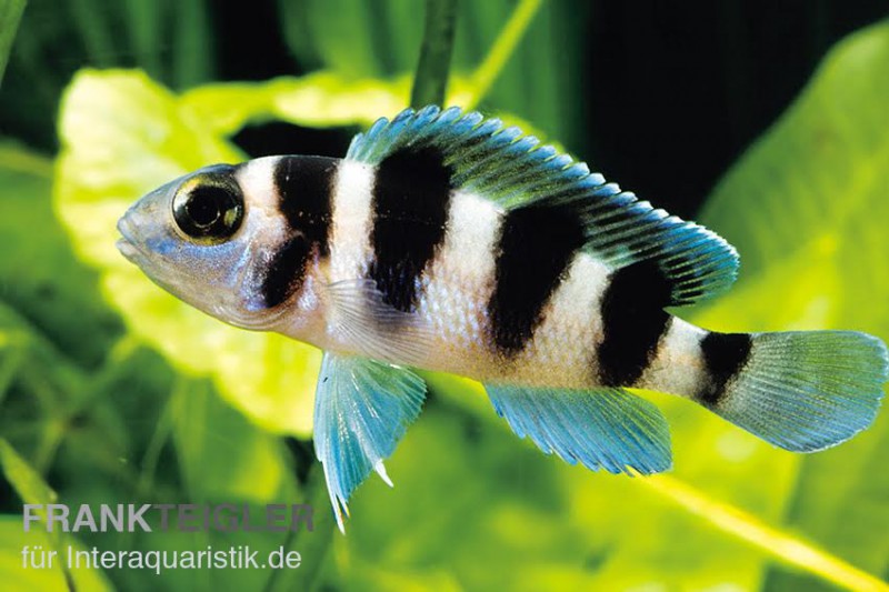 Fünfstreifen-Tanganjikaseebuntbarsch, Neolamprologus tretocephalus, DNZ