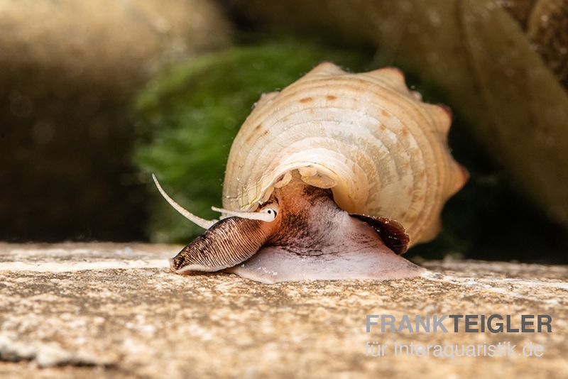 Gestachelte Turmdeckelschnecke, Thiara winteri (Thiara scabra)