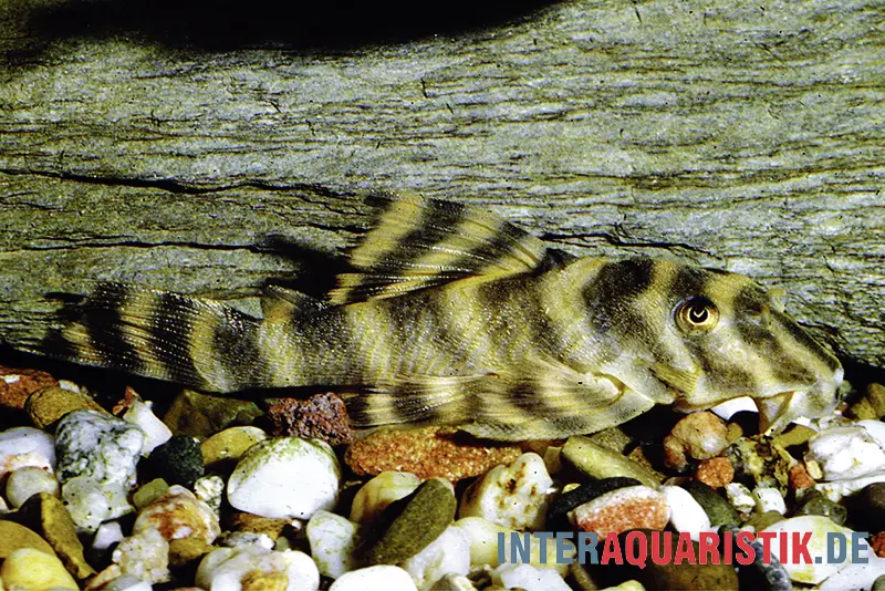 Gebänderter Zwergschilderwels, L38, Peckoltia spec., 5-7 cm DNZ