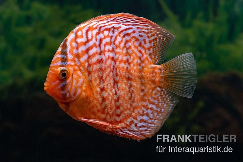 Diskusfisch ASIA-NZ, Symphysodon discus Red Tiger, 2 Zoll, 5-6 cm