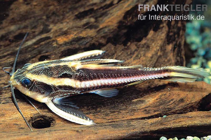 Liniendornwels, Platydoras costatus,