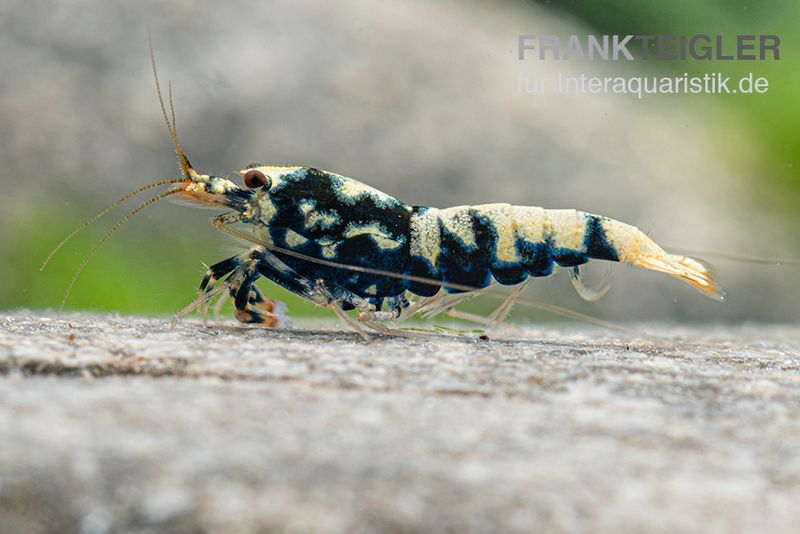 Black Galaxy Garnele Mix, Caridina spec. "Black Galaxy"