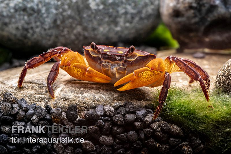 Melonenkrabbe, Thaksinthelphusa yongchindaratae, Paar (1 Männchen + 1 Weibchen)