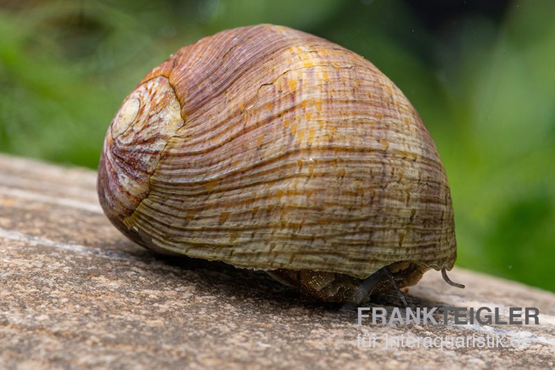 Taiwan Marmor-Rennschnecke, Neritina sp. marmor