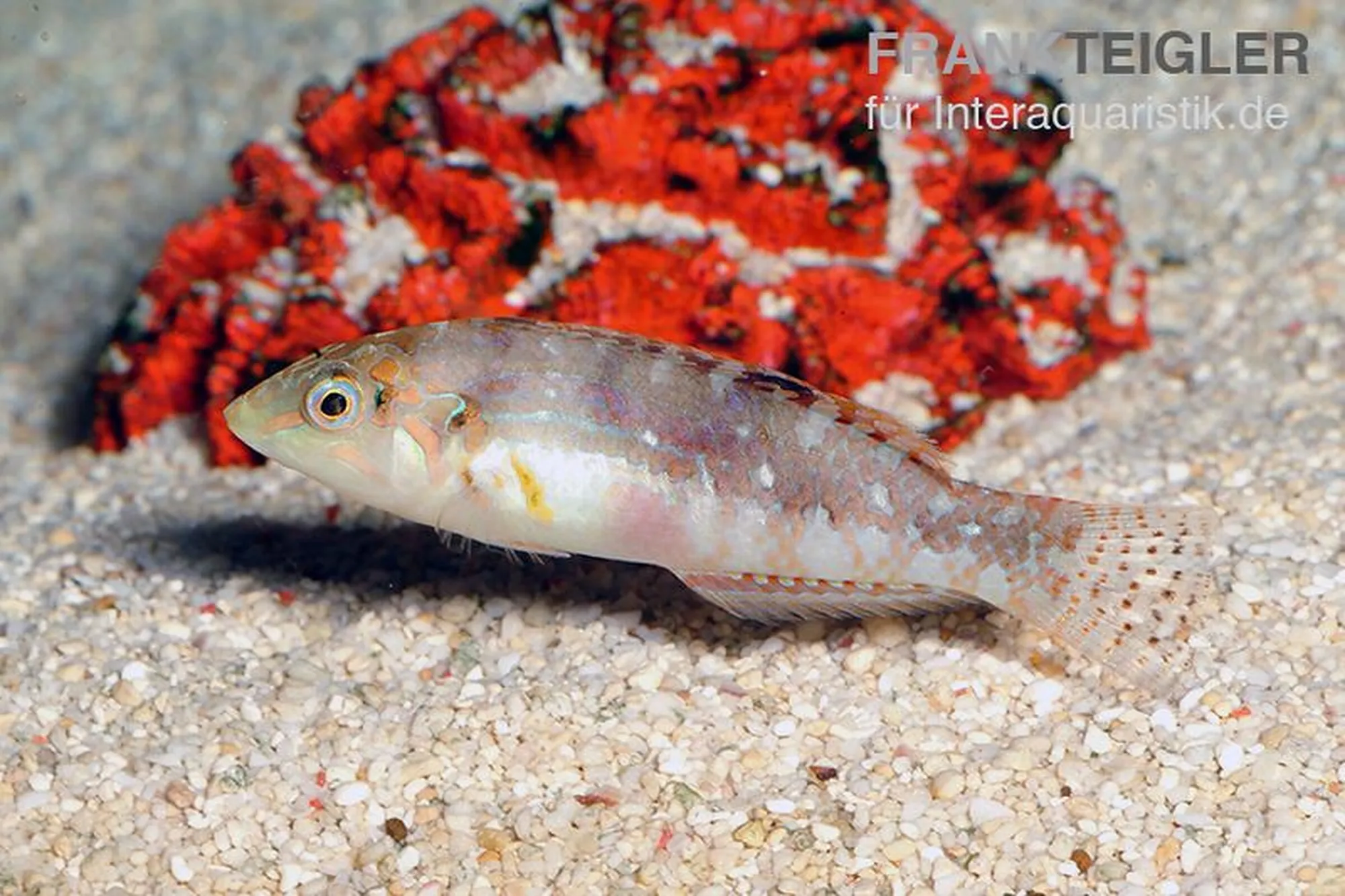 Kirschflecken-Lippfisch, Halichoeres nebulosus