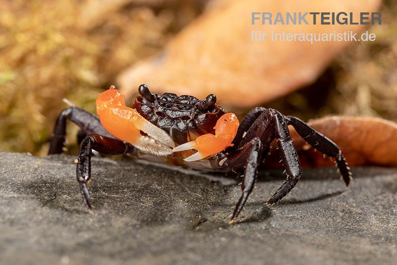 Orangearm-Krabbe, Lepidothelphusa spec. Orange Arm Borneo, Zufällig ausgewählt