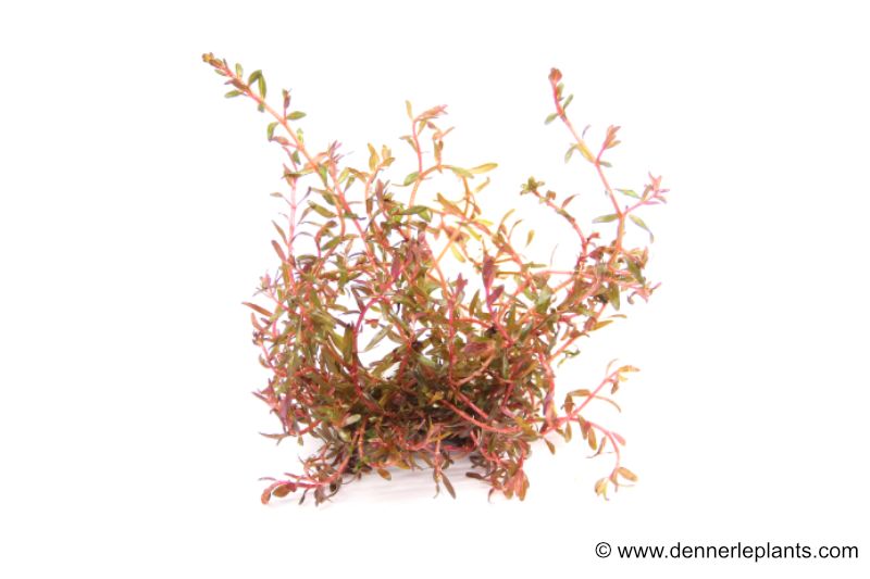 H'Ra-Rotala, Rotala sp. "H'Ra", In Vitro