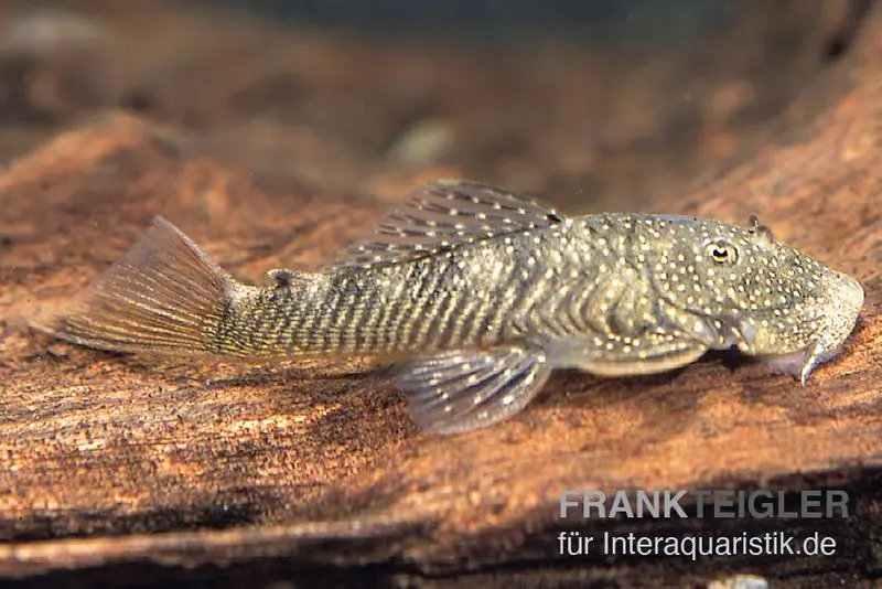 Orinoco-Cheatostoma, Chaetostoma pearsei, L187