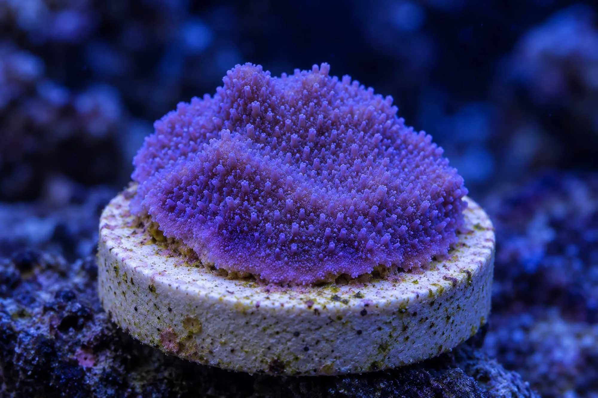 Montipora-Steinkoralle „Lila/Blau“ (Nachzucht), Montipora mollis, Größe S–M