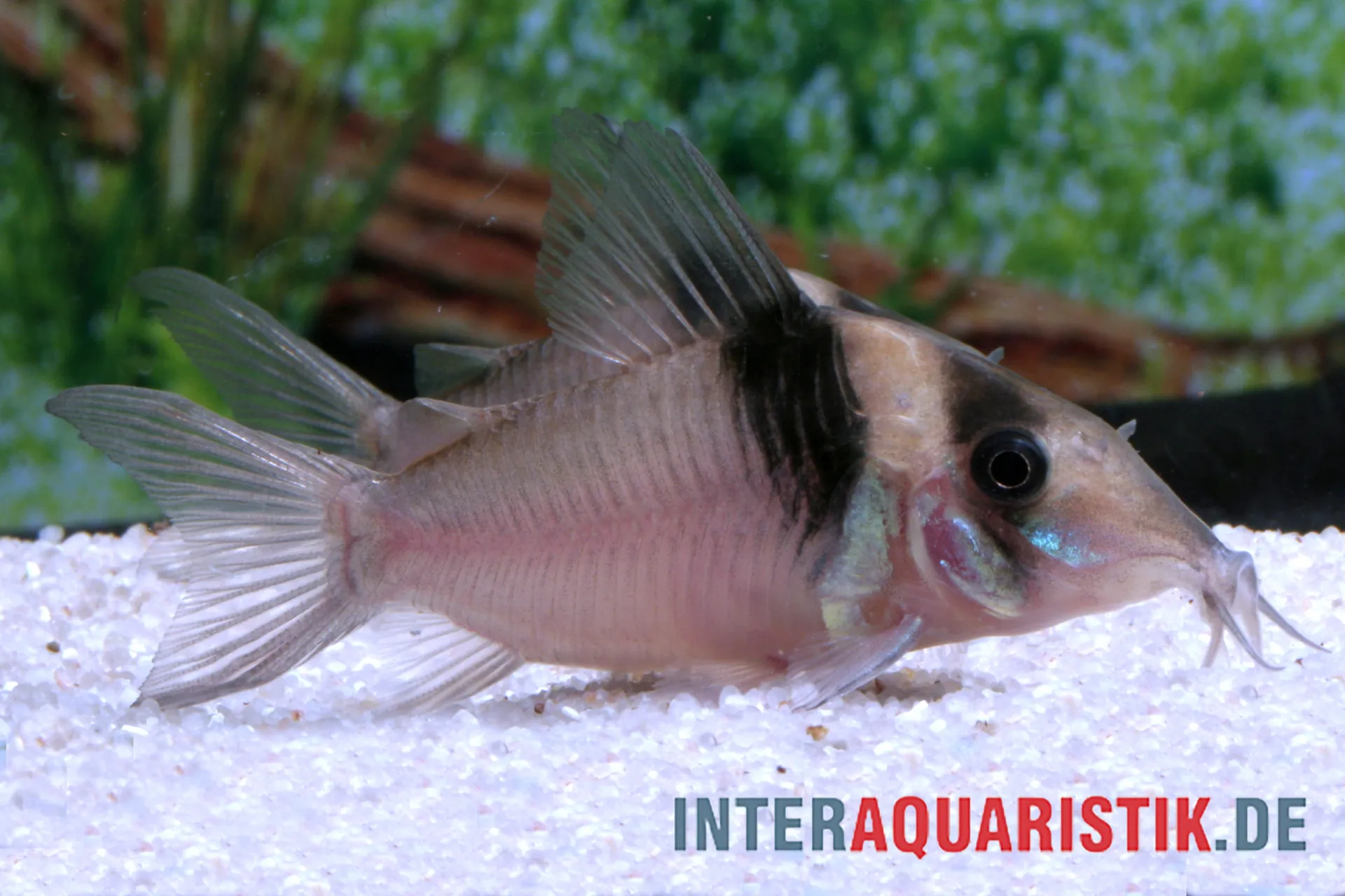 Nahaufnahme eines Panzerwelses (Corydoras) im Aquarium auf weißem Kies vor grüner Bepflanzung, Seitenansicht mit sichtbaren Flossen
