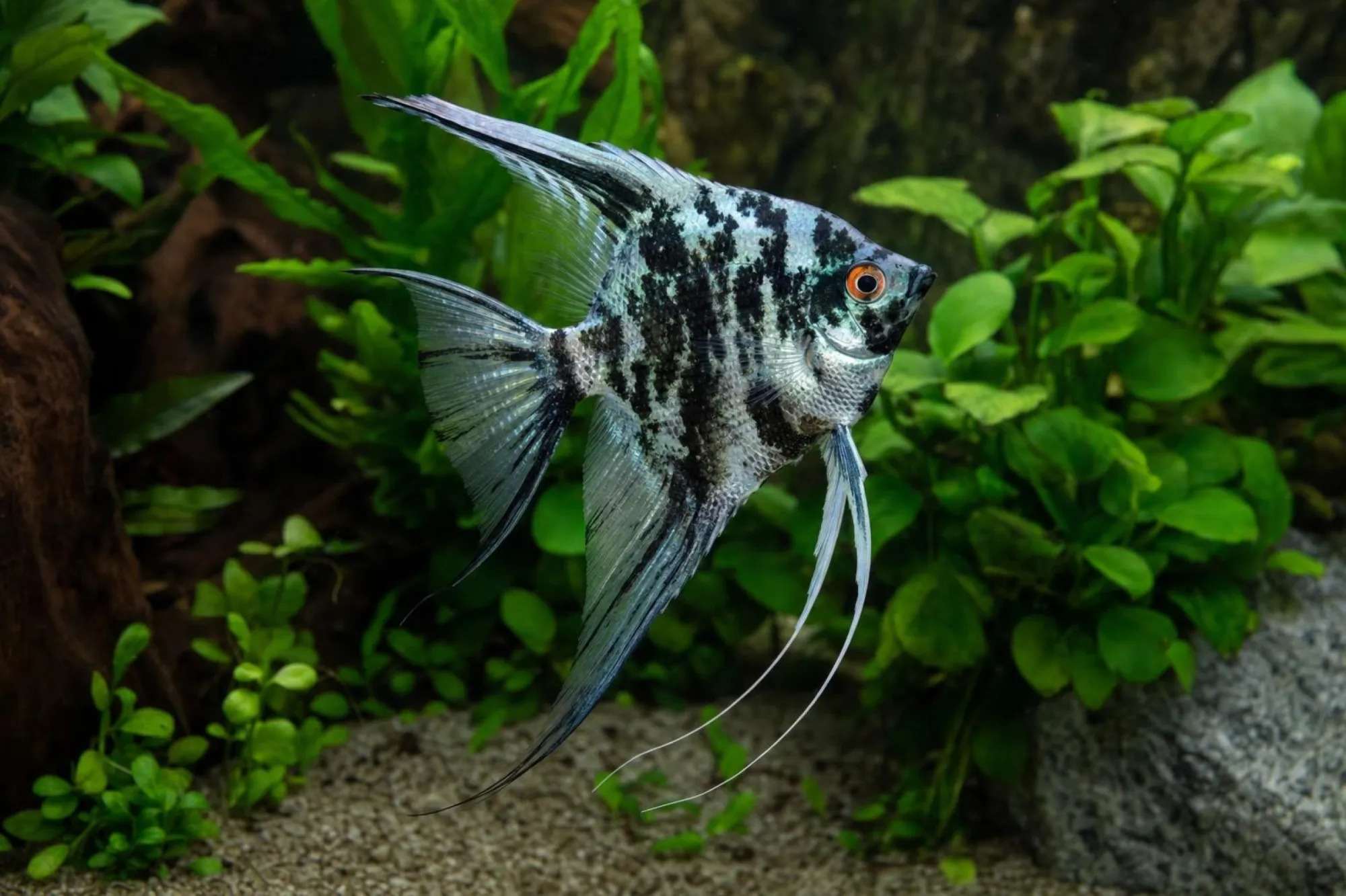 Skalar „Jaguar Blue“, Pterophyllum scalare, ca. 4,0 cm