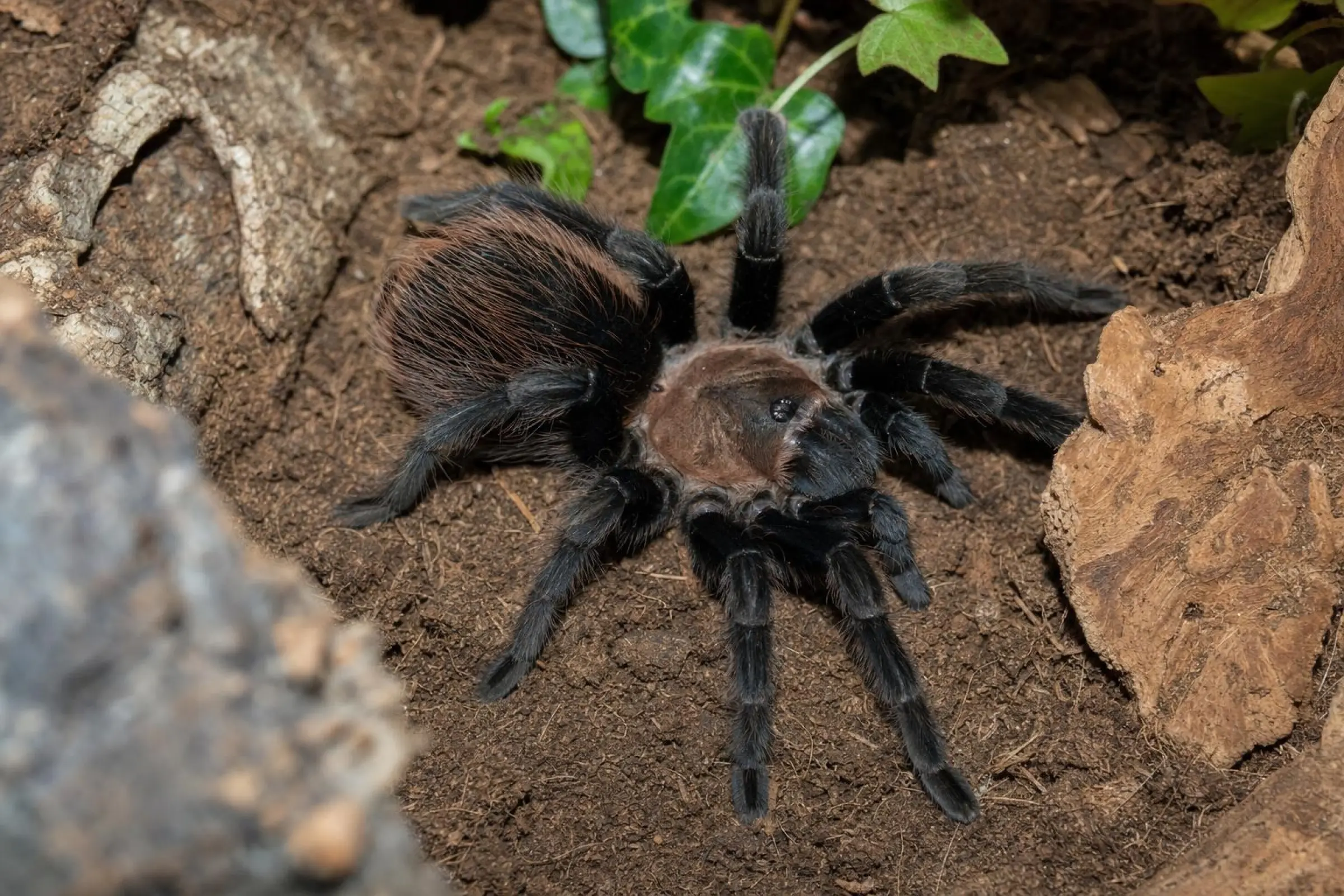 Mexikanische rosagraue Vogelspinne, Tliltocatl verdezi