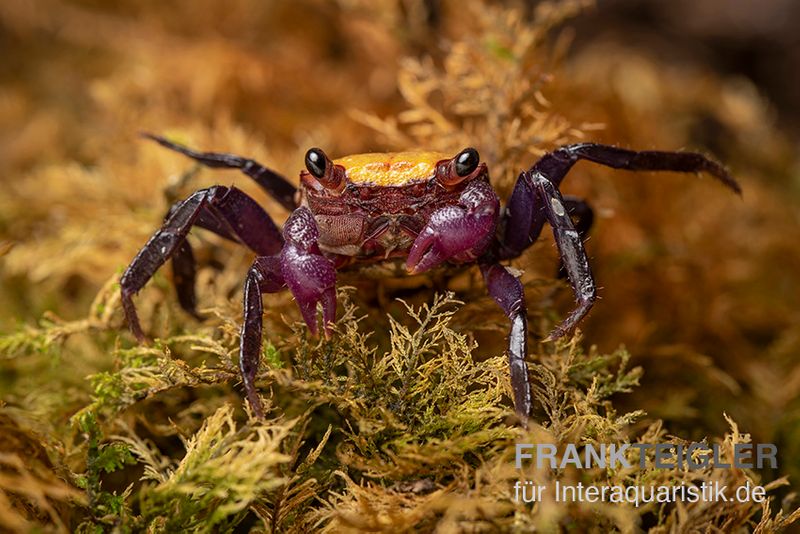 Zitrus Vampirkrabbe, Geosesarma sp., Zufällig ausgewählt