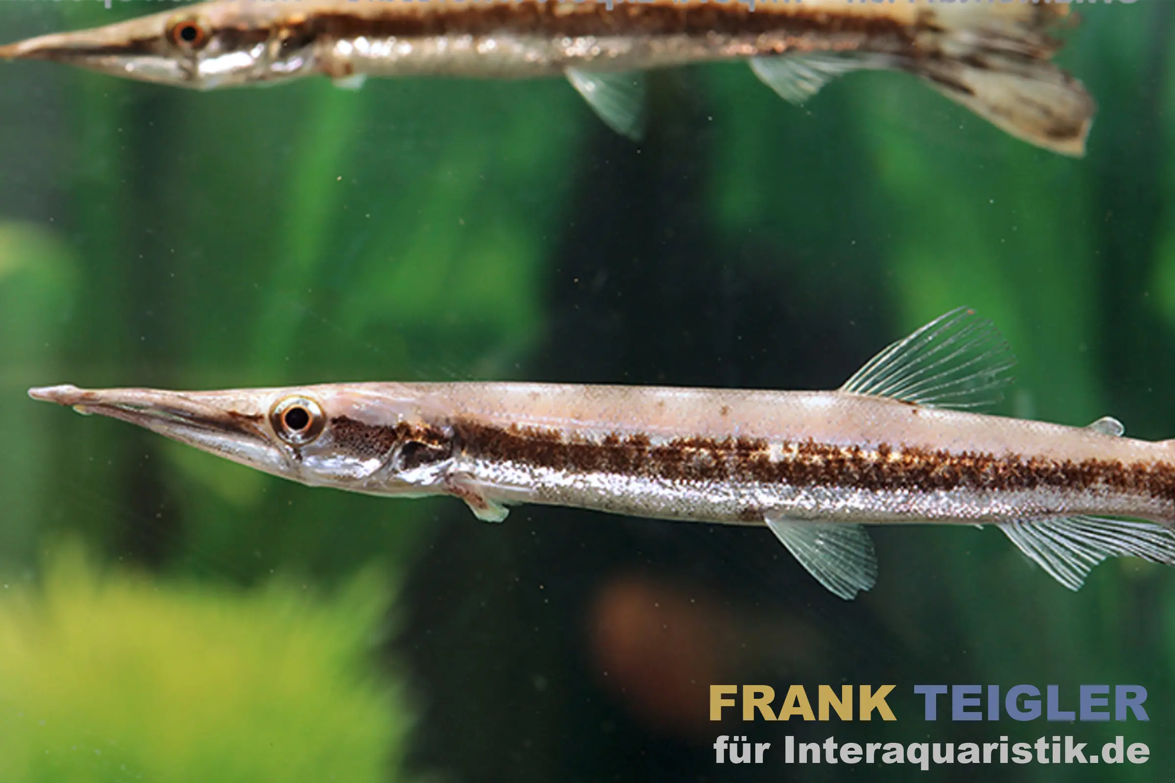 Cuviers Hechtsalmler, Boulengerella cuvieri, 12-15 cm