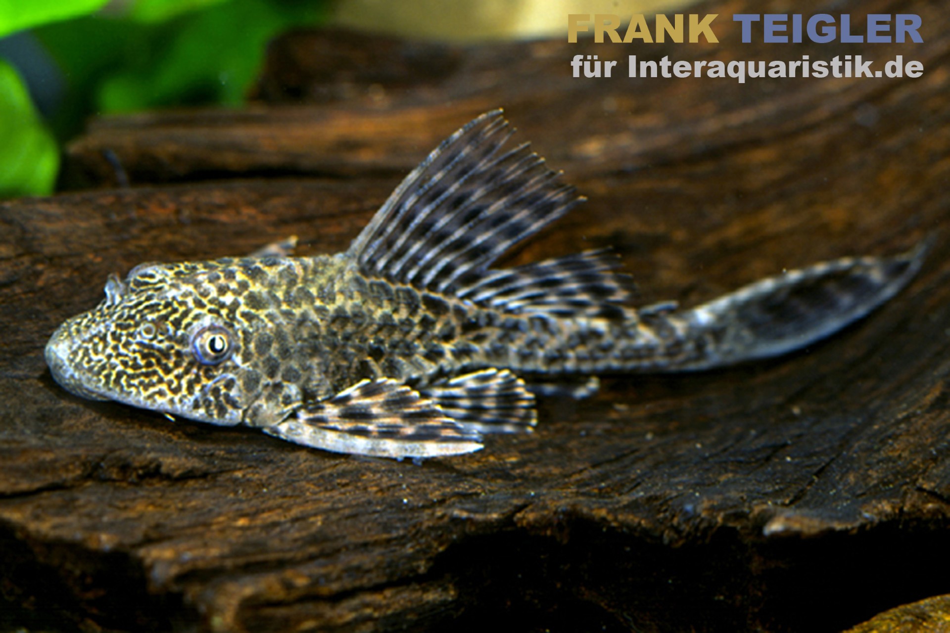 Leopard-Segelschilderwels, Pterygoplichthys pardalis, L021