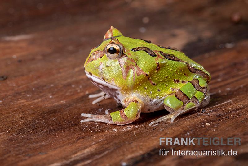 Fantasy Pacman Frog grün, Ceratophrys cornuta x Ceratophrys cranwelli