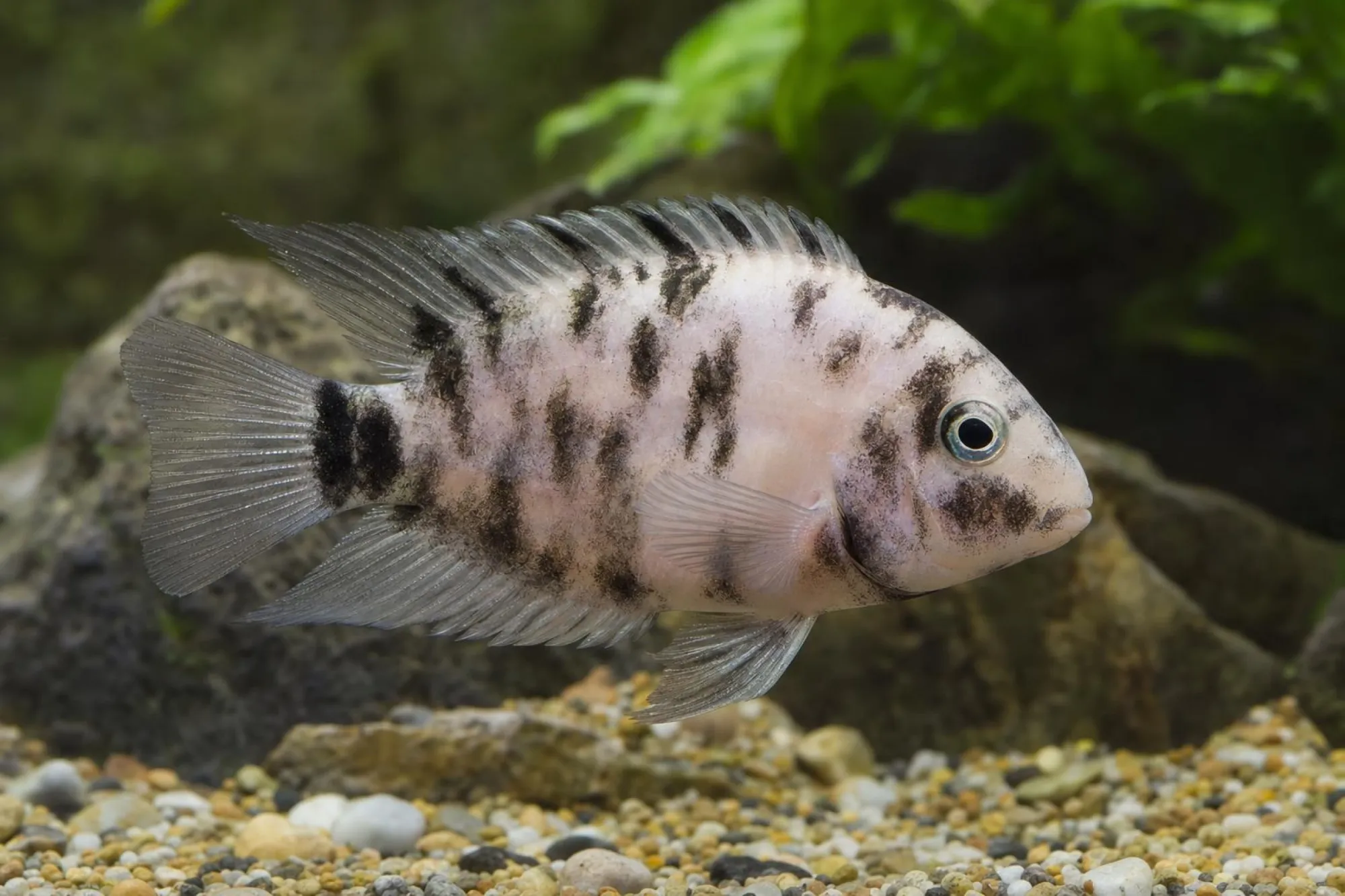 Zebrabuntbarsch „Marmor“, Amatitlania nigrofasciata, ca. 3,5-4,0 cm