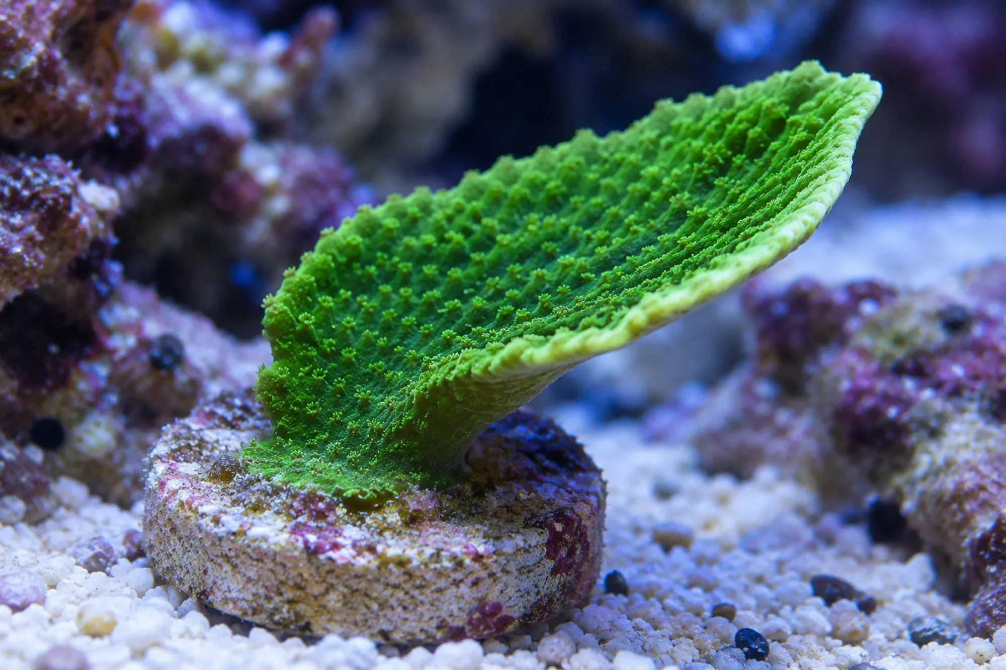 Plattenkoralle „Grün“ (Nachzucht), Montipora delicatula, Größe S–M