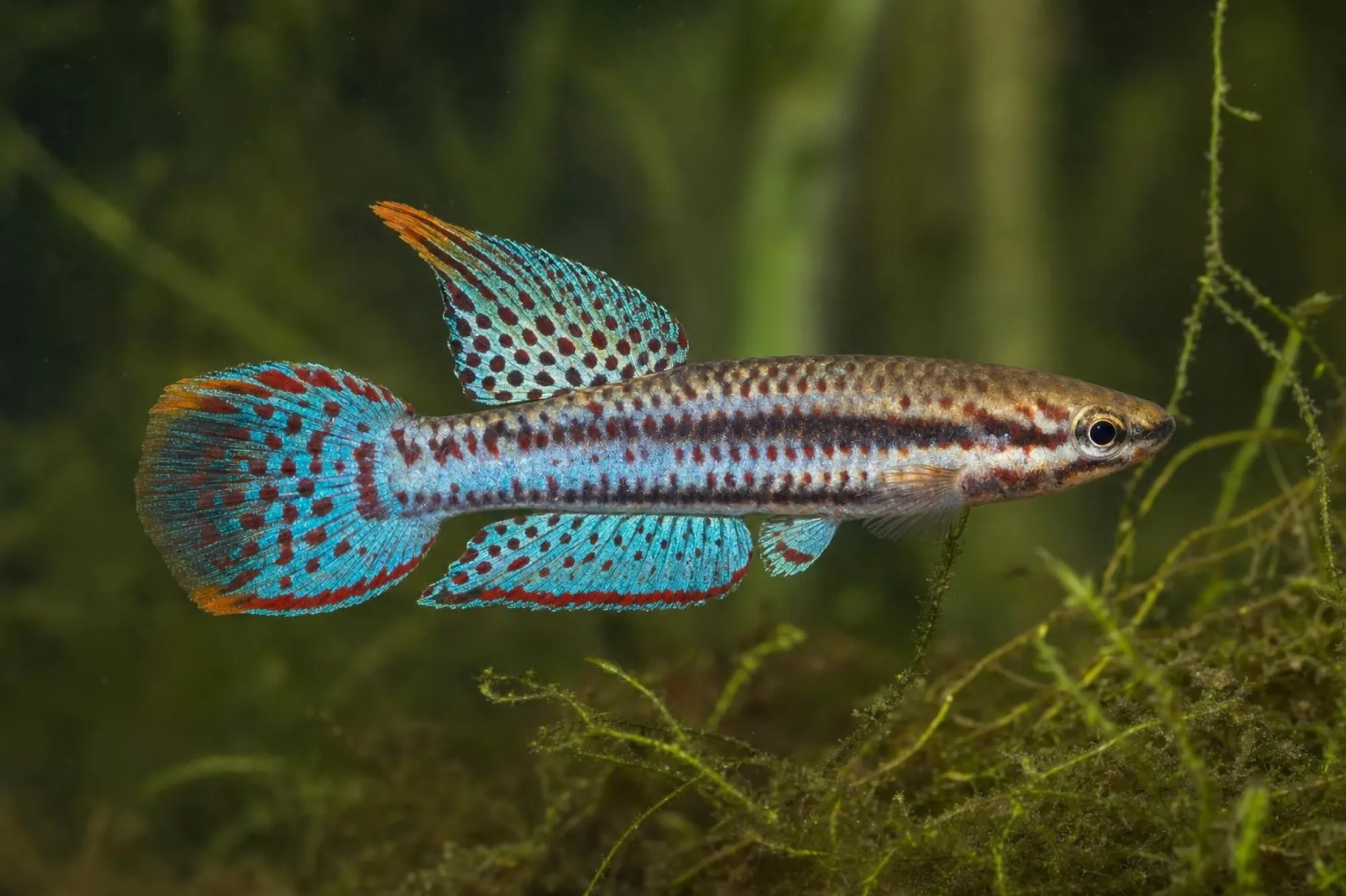 Gebänderter Prachtkärpfling, Aphyosemion bivittatum