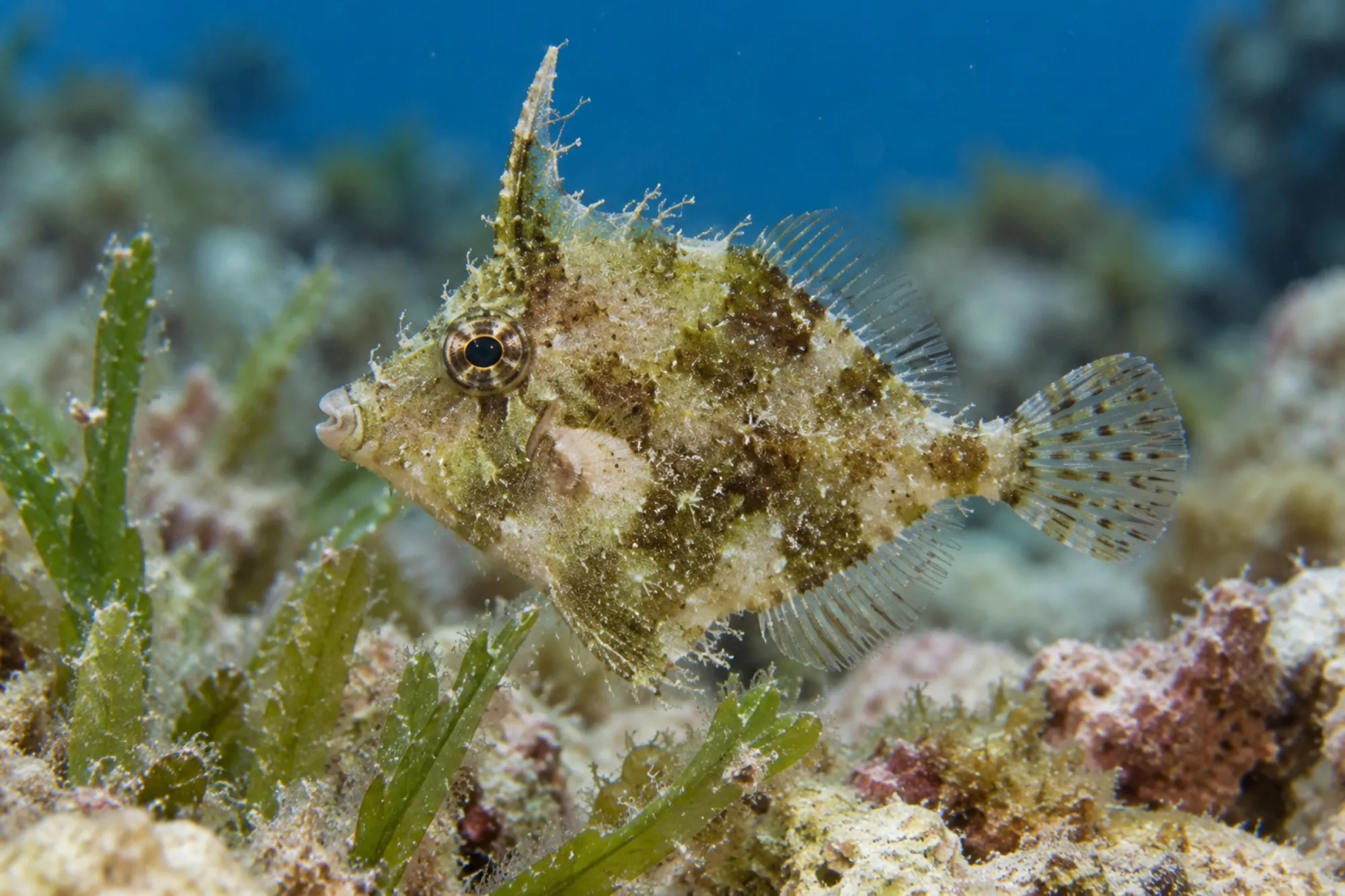 Seegras-Feilenfisch Nachzucht, Acreichthys tomentosus, ca. 2,0-3,0 cm