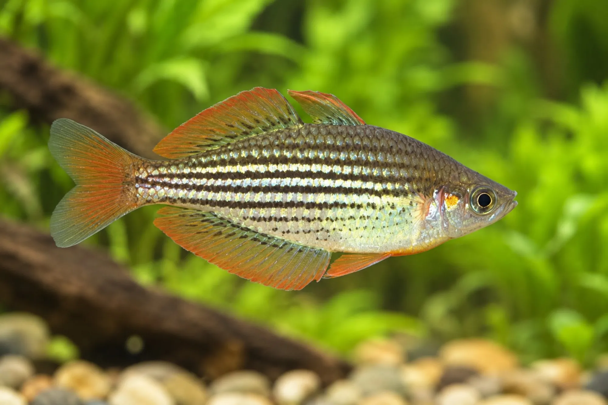 Zwergregenbogenfisch „Harvey Creek“, Melanotaenia maccullochi