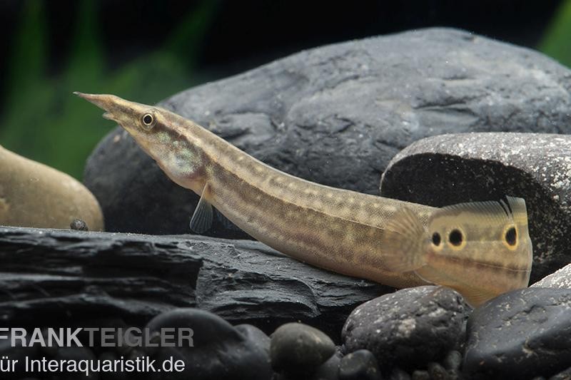 Pfauen-Stachelaal, Macrognathus siamensis