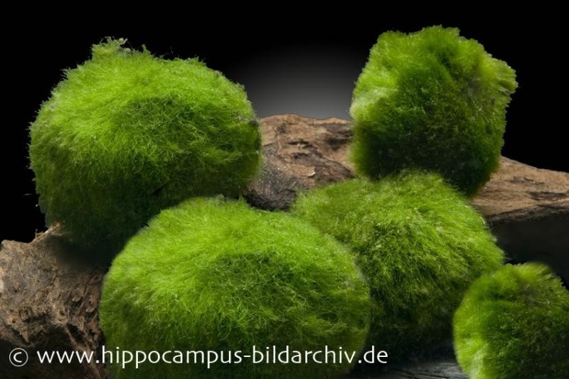 Nano-Mooskugeln, Cladophora aegagropila, 5 St. im Set
