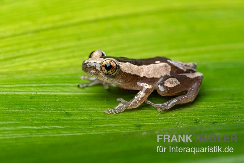 Brauner Bananenfrosch, Afrixalus dorsalis