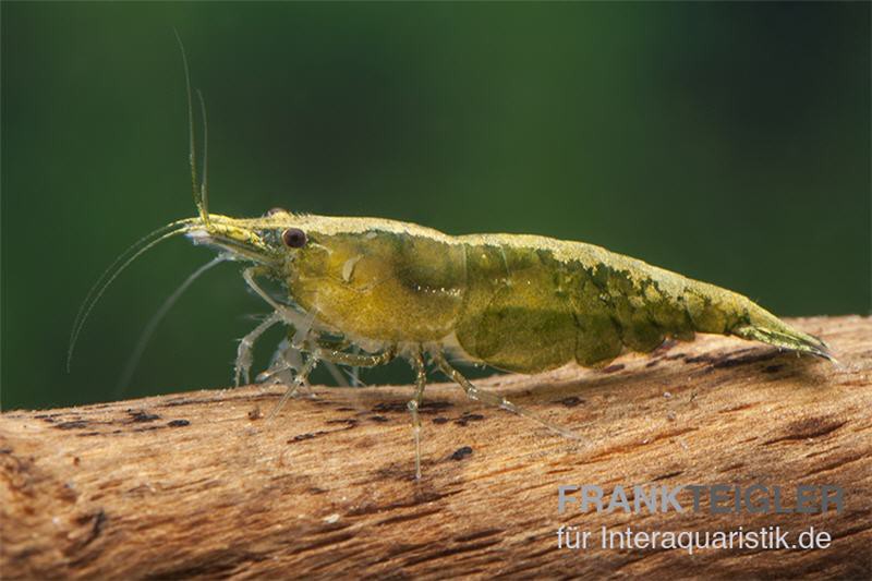 Green Jade Garnele, Neocaridina davidi [10+1 GRATIS]