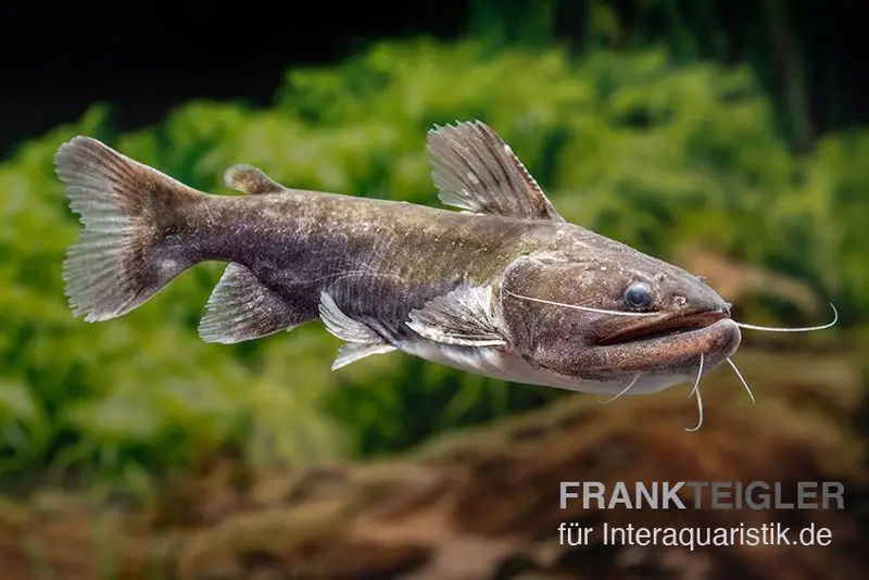 Oger-Wels, Asterophysus batrachus, 9-12 cm