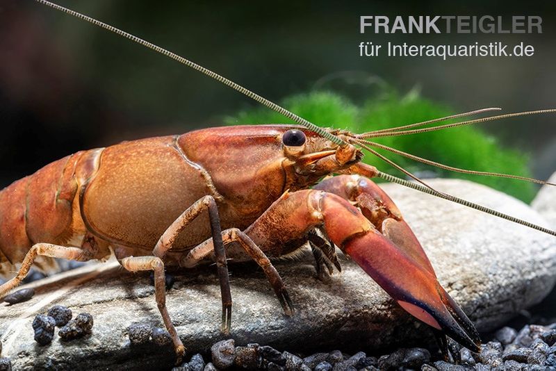 Roter Papuakrebs, Cherax boesemani (Cherax Red Brick), Zufällig ausgewählt