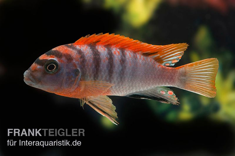 Labidochromis hongi "Red Top Schweden", extra rot, DNZ